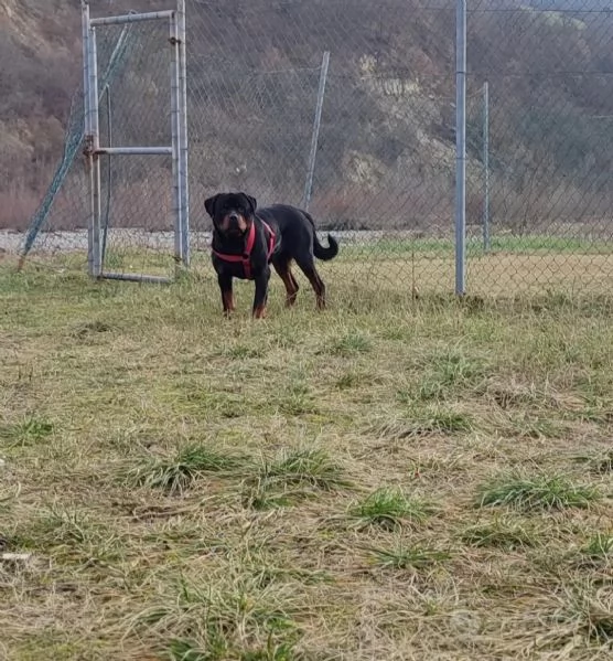 Cane da adottare  | Foto 2