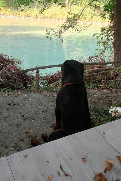 Cane da adottare  | Foto 1