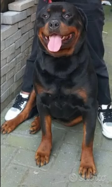 Cane da adottare  | Foto 0