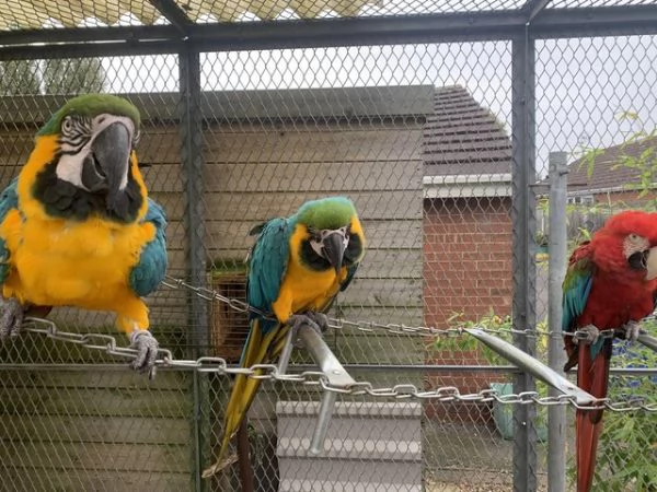 Pappagalli e le loro uova fertili di tutte le specie in vendita
