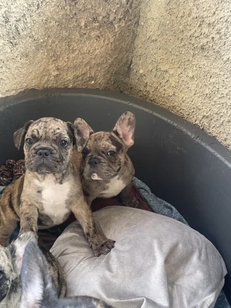 Disponibili 7 cuccioli di Bulldog francesi | Foto 4