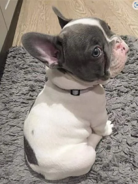 Cuccioli di Bulldog francese | Foto 1