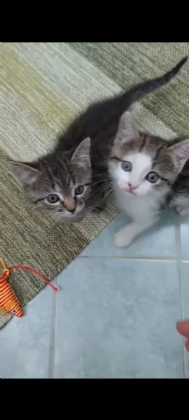 Ariella e Archimede cercano casa | Foto 0
