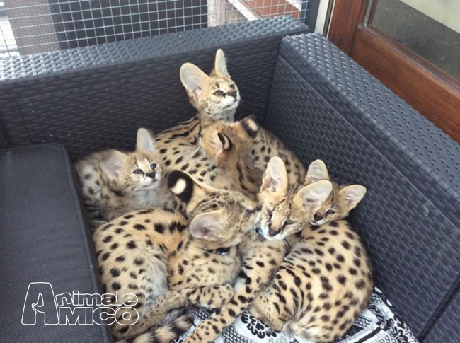 Vendita Cucciolo Savannah Da Privato A Aosta Serval Esotici Caracal