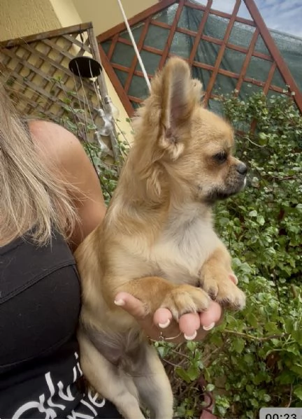 Chihuahua a pelo lungo maschio pedigree ENCI | Foto 3