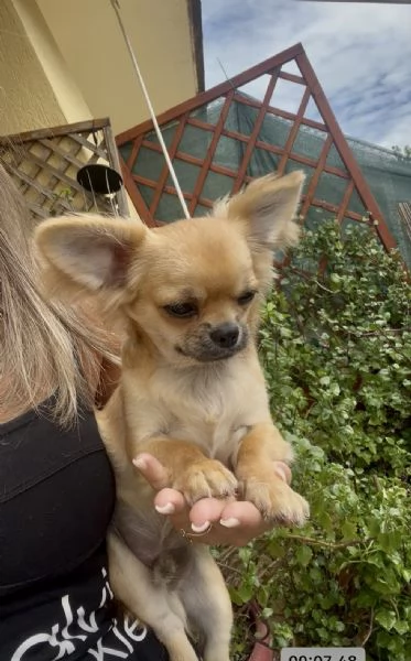 Chihuahua a pelo lungo maschio pedigree ENCI