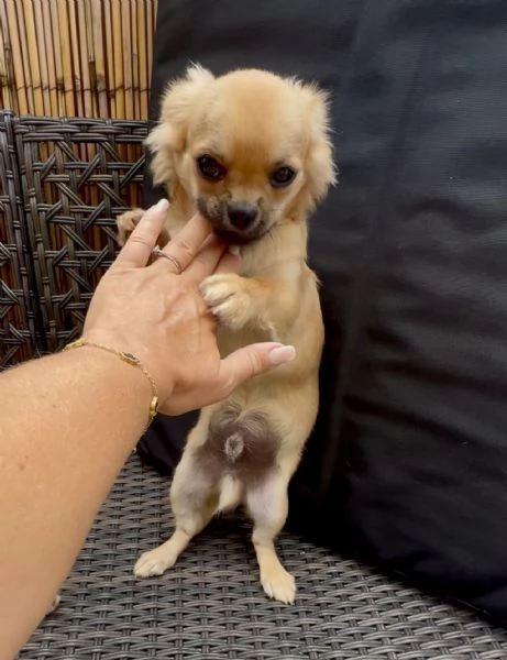 Chihuahua a pelo lungo maschio pedigree ENCI | Foto 2