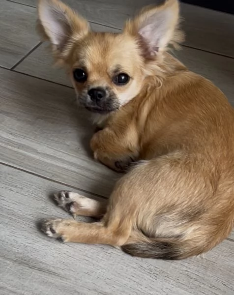 Chihuahua a pelo lungo maschio pedigree ENCI | Foto 0