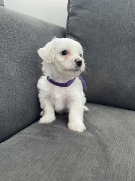 Cuccioli di maltese toy | Foto 0