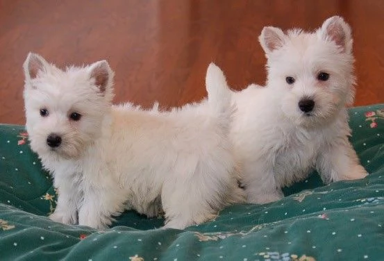 REGALO ADOZIONE CUCCIOLI DI WESTERN HIGHLAND TERRIER WHATSAPP 603991352