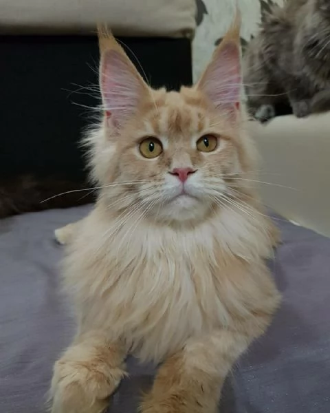 Cucciola di razza Maine Coon | Foto 0