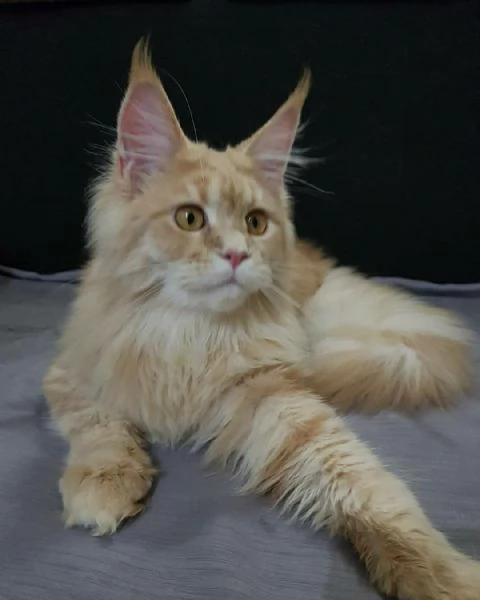 Cucciola di razza Maine Coon