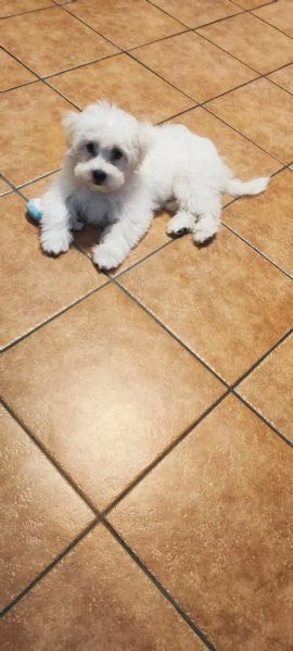 Cucciolo di maltese bellissimo e ubbidiente 