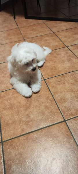 Cucciolo di maltese taglia piccola bellissimo e ubbidiente  | Foto 4