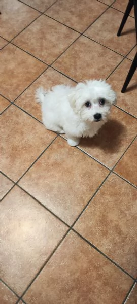 Cucciolo di maltese taglia piccola bellissimo e ubbidiente  | Foto 3