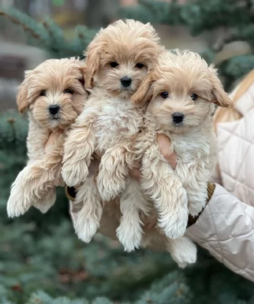 Cuccioli di Maltipoo maschi e femmine in cerca di una casa per sempre