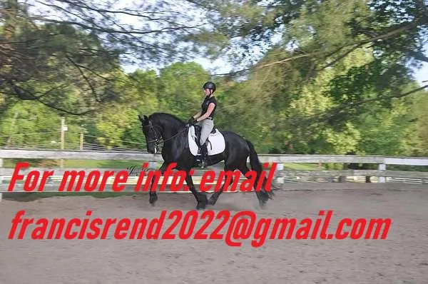 Dressage Friesian Horse per adozioni