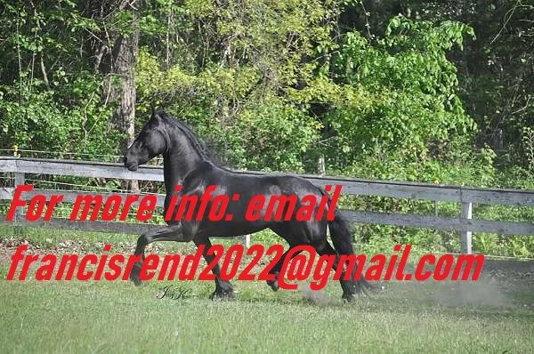 Dressage Friesian Horse per adozioni | Foto 0