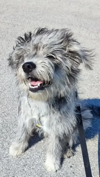 Cane cucciolo regalo  | Foto 0