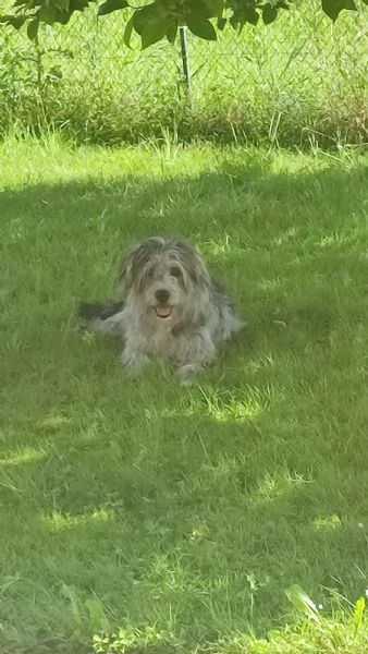 Cane cucciolo regalo 