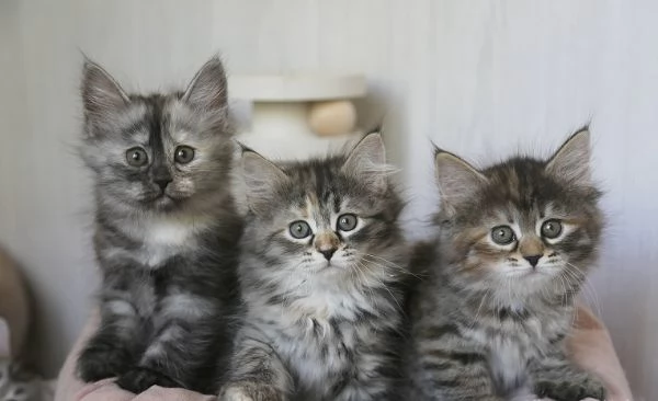 Gattini siberiani da adottare