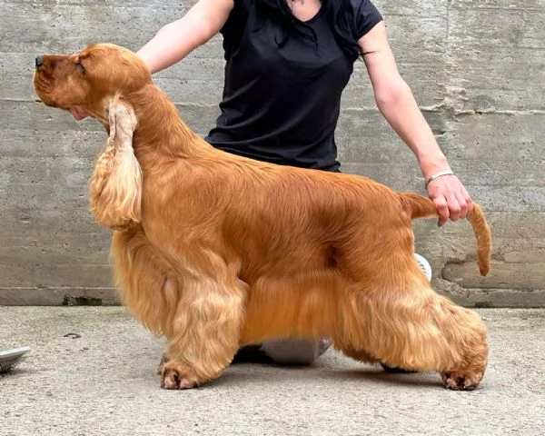 cuccioli cocker spaniel inglese con pedigree | Foto 4