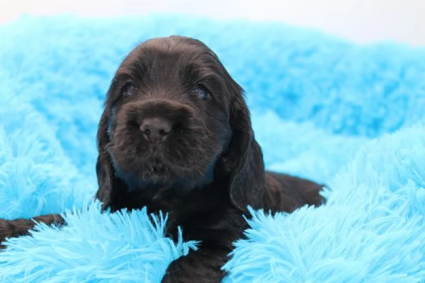cuccioli cocker spaniel inglese con pedigree | Foto 3