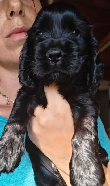 cuccioli cocker spaniel inglese con pedigree | Foto 2