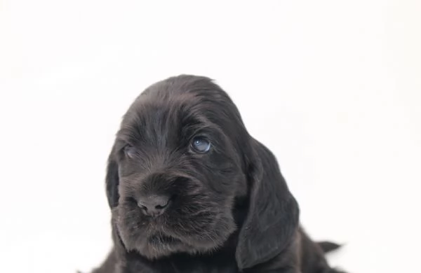 cuccioli cocker spaniel inglese con pedigree