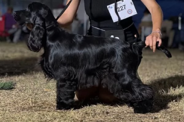 cuccioli cocker spaniel inglese con pedigree | Foto 1