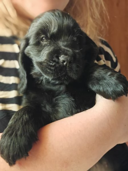 cuccioli cocker spaniel inglese con pedigree | Foto 0