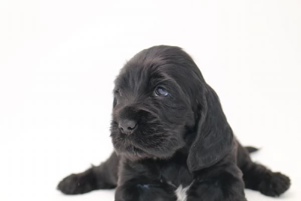 cuccioli cocker spaniel inglese con pedigree | Foto 2