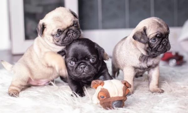 Affettuosi cuccioli di Carlino in vendita