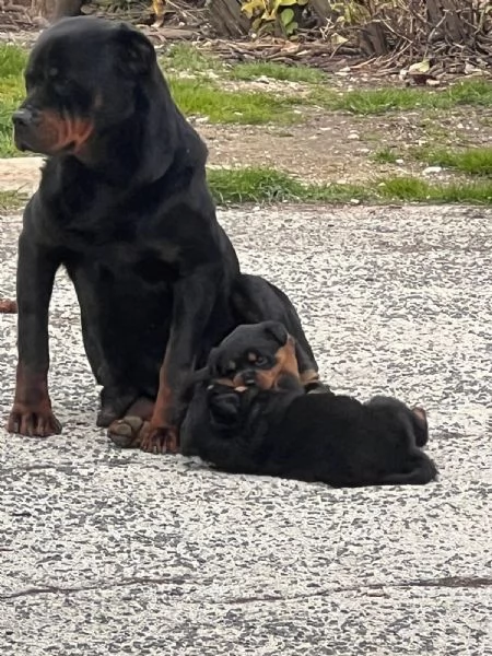 Splendidi cuccioli rottweiler | Foto 0