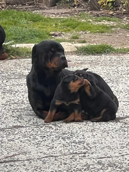 Splendidi cuccioli rottweiler