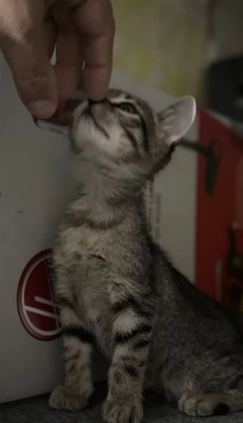 Gattina SIBERIANA NATA IL 18102025