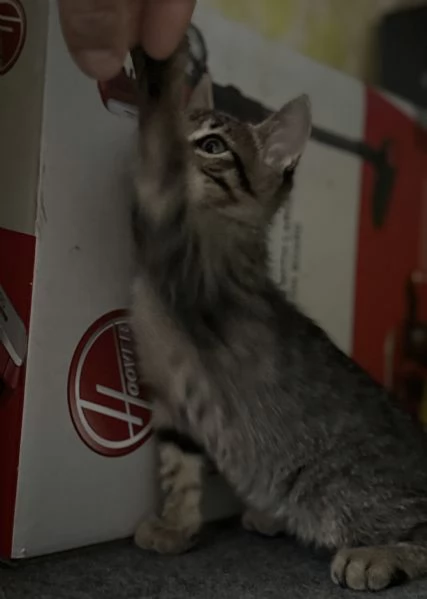 Gattina SIBERIANA NATA IL 18102025 | Foto 6