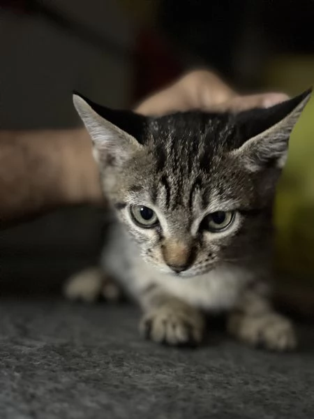 Gattina SIBERIANA NATA IL 18102025 | Foto 5