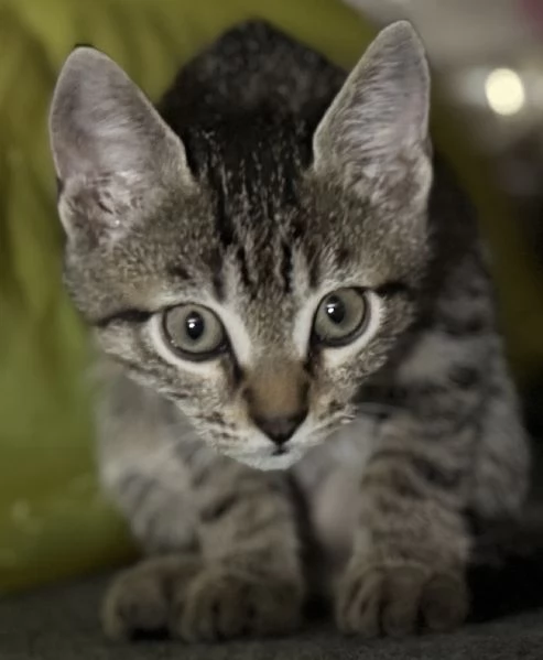 Gattina SIBERIANA NATA IL 18102025 | Foto 4