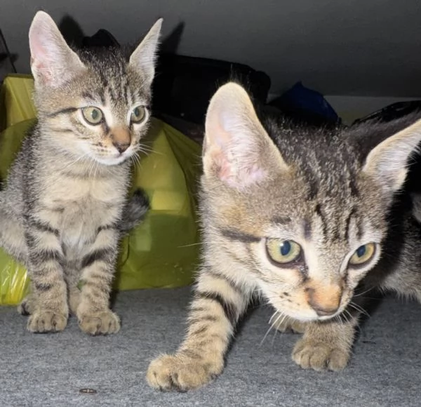 Gattina SIBERIANA NATA IL 18102025 | Foto 3