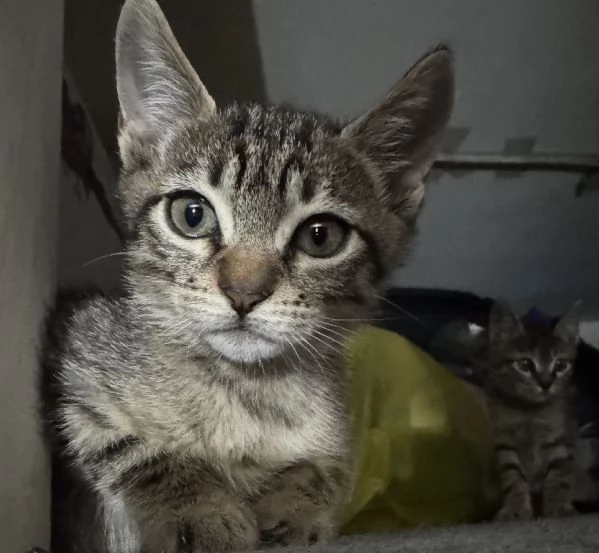 Gattina SIBERIANA NATA IL 18102025 | Foto 2