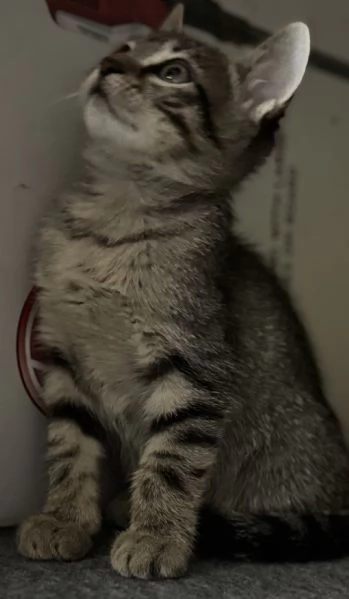 Gattina SIBERIANA NATA IL 18102025 | Foto 1