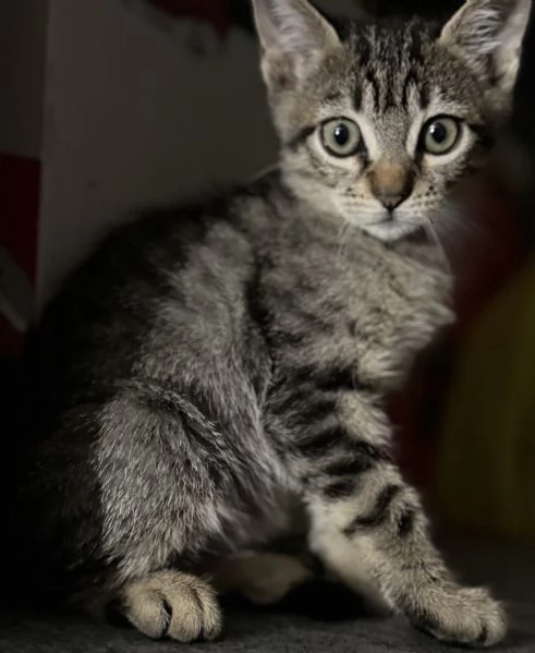 Gattina SIBERIANA NATA IL 18102025 | Foto 0