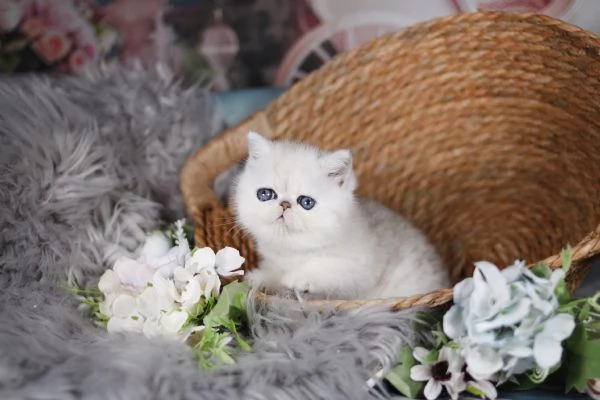 Exotic shorthair chinchilla  | Foto 1