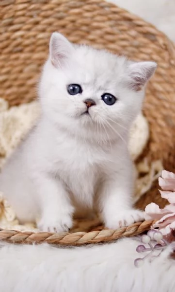 Exotic shorthair chinchilla  | Foto 0