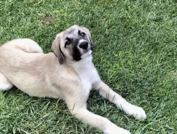 Adozione bellissimo cucciolo simil kangal 3 mesi | Foto 6