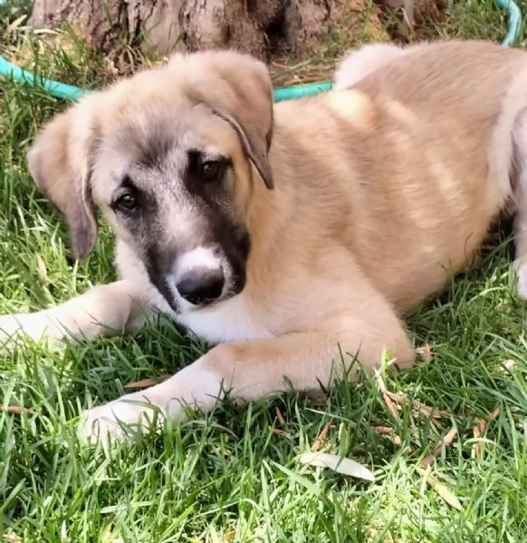 Adozione bellissimo cucciolo simil kangal 3 mesi | Foto 5