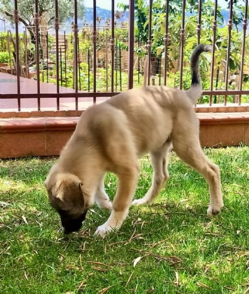 Adozione bellissimo cucciolo simil kangal 3 mesi | Foto 4