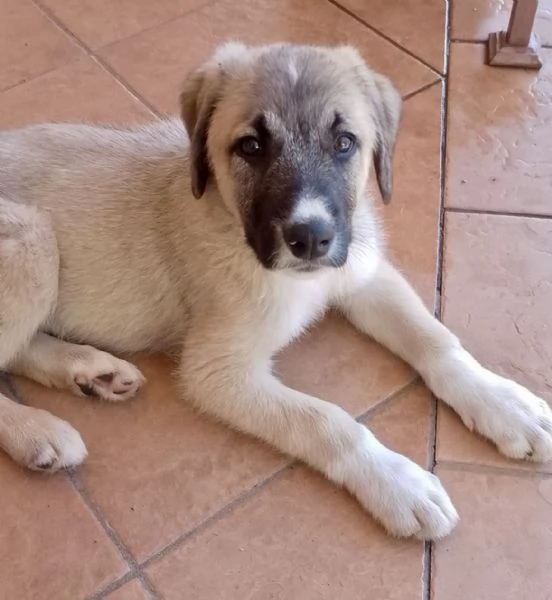 Adozione bellissimo cucciolo simil kangal 3 mesi | Foto 3