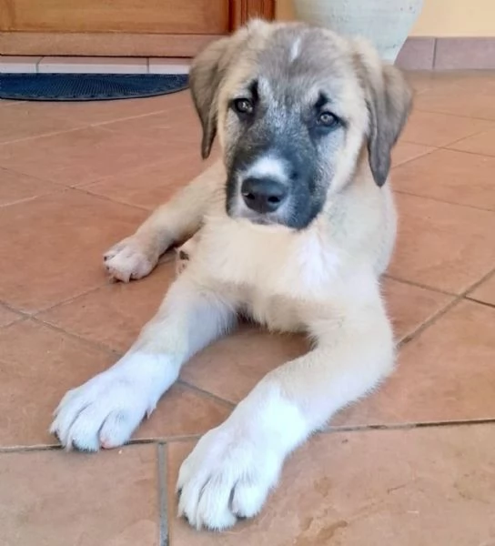 Adozione bellissimo cucciolo simil kangal 3 mesi